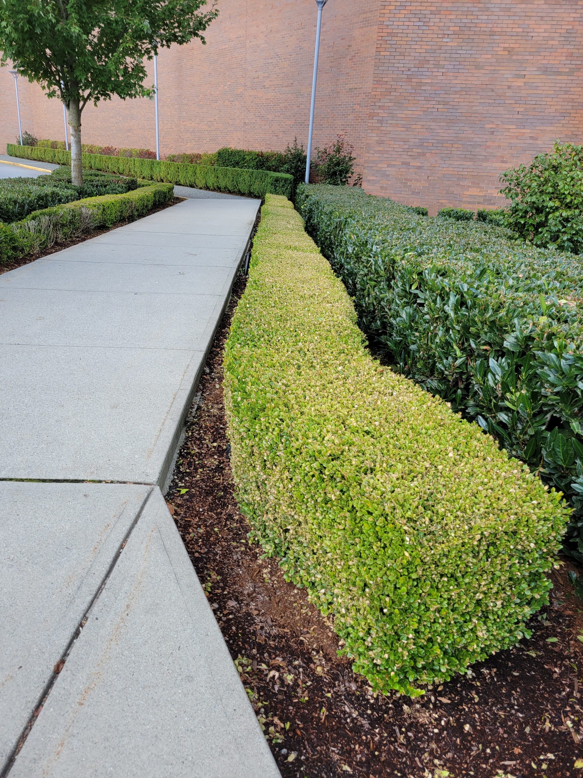 Spring property clean-up and lawn rejuvenation in Langley by WhiteStar
