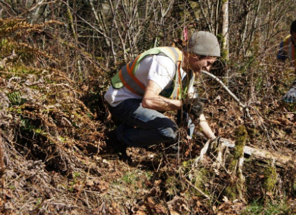 WhiteStar team removing invasive plants in a natural area in Surrey, BC