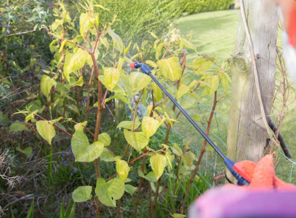 Certified knotweed removal service in Surrey